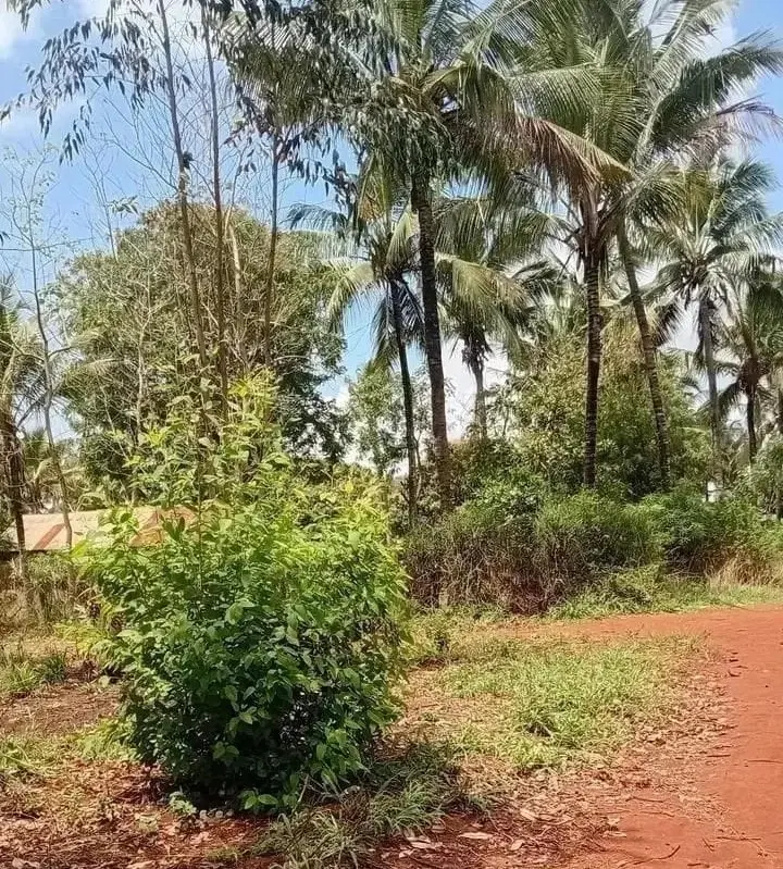 Land in Kilifi - Cassava
